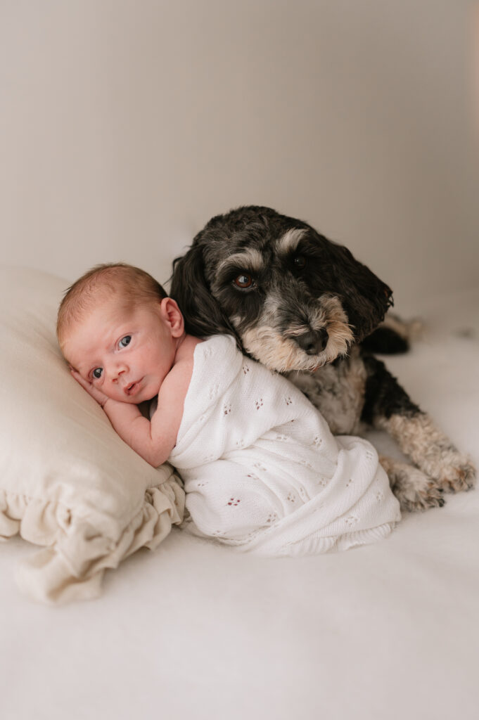 baby boy and a dog in my york newborn photography studio